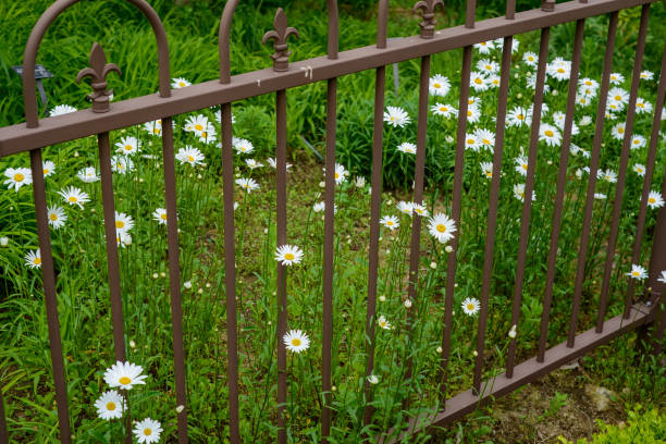 White flowers bloom over the brown iron fence.