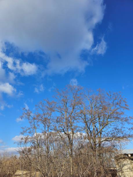 A group of trees with blue sky and clouds. Outdoor. Sky. Plant. Tree. Day