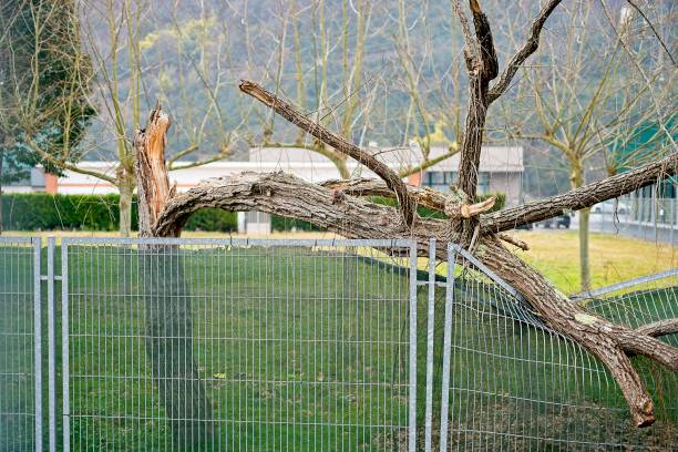 istock A tree branch has fallen on a fence after a storm. 2200173056