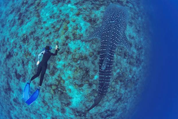 istock Free diver and whale shark (Maldives) 2200174242