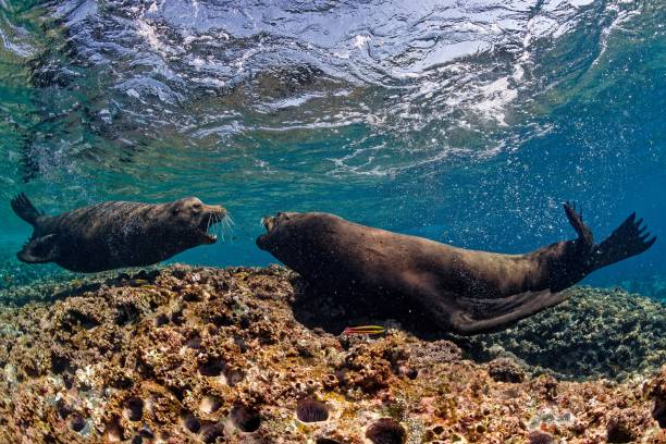 istock Sealions in La Reina reef (Sea of Cortez) Mexico 2200174324