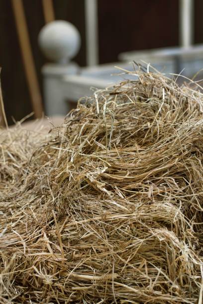 istock Horse stable. Horse riding. 2200174521