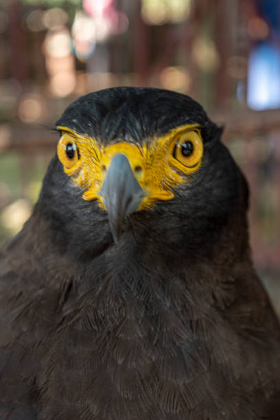 Crested serpent eagle, also known by its scientific name Spilornis cheela, isolated against a black background with selective color on the eye.