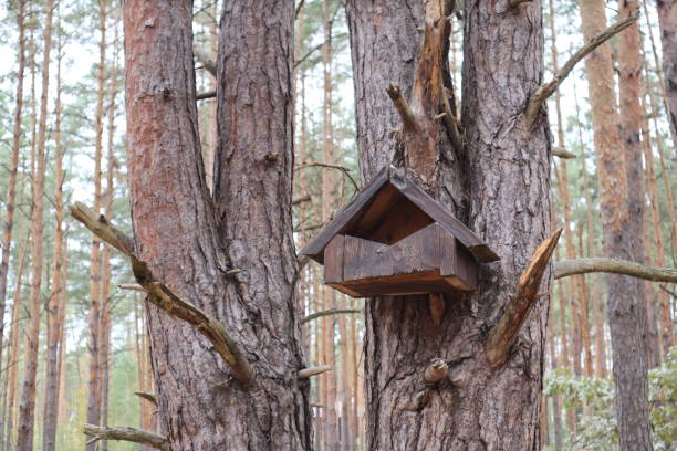 istock Wooden birdhouse on a tree in the forest. 2200176149
