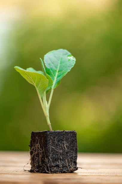 Vegetables seedlings.Young Seedlings in Soil Pots.