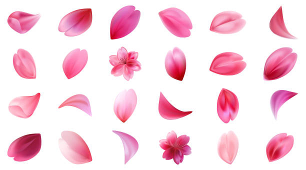 istock Set of different realistic flowers of sakura flower petals. 2200178927