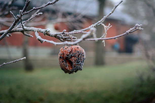 apple tree with one apple