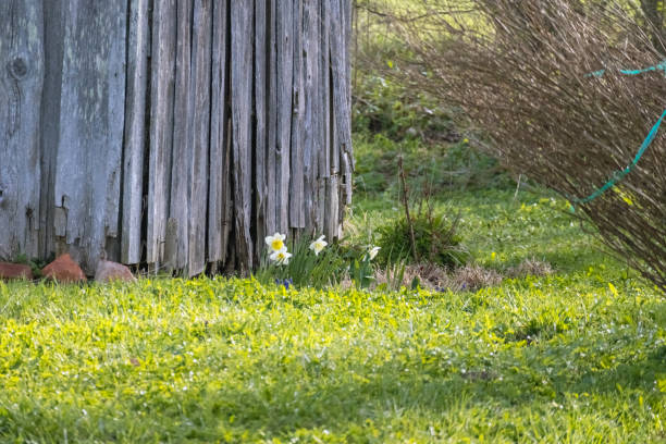 an old dilapidated wooden building with blooming flowers in front.