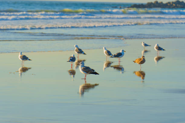 Group of seagulls stands on the wet sand, reflecting in the gentle waves of Venice Beach, capturing the essence of coastal life.