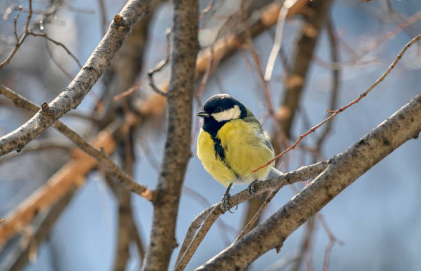 istock Colorful great tit Parus major perched on a tree 2200183907