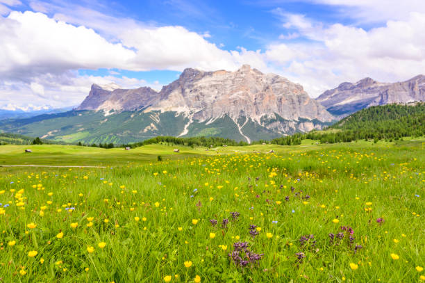 Alta Badia idyllic mountain alm over Corvara in the Dolomites during springtime. View towards the Fanes Group with the Piz dles Cunturines, or Conturines Peak in the background.