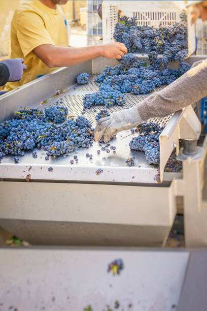 istock Workers sort grapes on a conveyor during the harvest season. Winemaking process begins with careful sorting and processing of fresh grapes 2200184390
