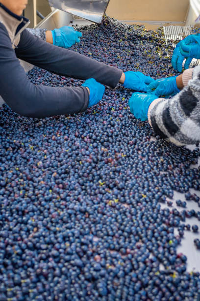 istock Manual laborers hand sorting grapes on a conveyor at winery 2200184560