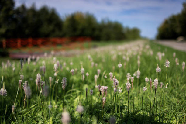 Fluffy flowering grass plantain along the road on a blurred background