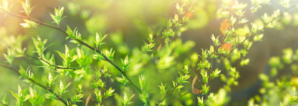 istock Spring leaves in forest lit by sun rays (sunbeams) beautiful young green leaves 2200184792