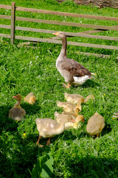Greylag goose with offspring on the meadow