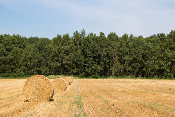 A serene countryside landscape featuring large hay bales, a vast field, and an expansive blue sky for a peaceful retreat