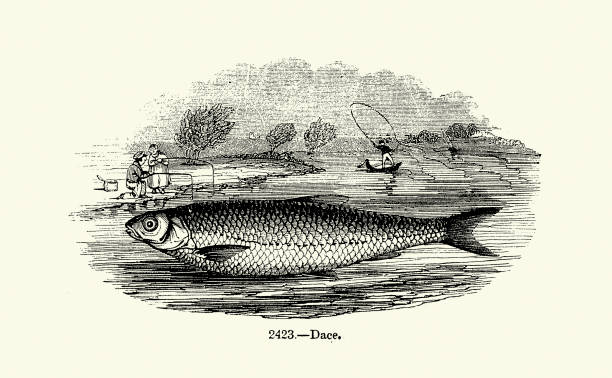Common dace, Leuciscus leuciscus, freshwater and brackish water ray-finned fish, Wildlife woodcut art print, Vintage illustration