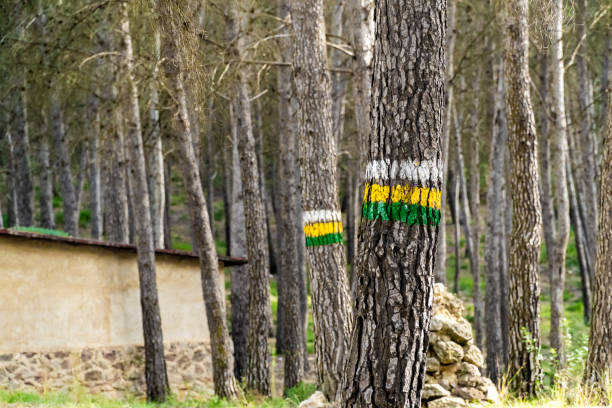 Painted lines on tree trunks guide hikers through a dense forest near a rustic building