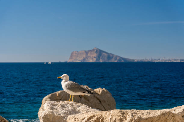 Seagull resting on a rock with the vast mediterranean sea and distant island in the background under a clear blue sky