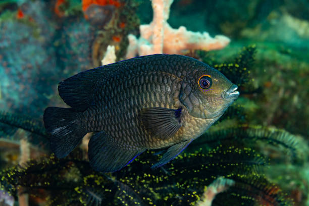 Lagoon Damselfish Hemiglyphidodon plagiometopon occurs the tropical Western Pacific from Thailand to the Philippines, to Indonesia, New Guinea and the Timor Sea (Ashmore Reef), to Western Australia, the Great Barrier Reef, toNew Britain and Solomon Islands in a depth range from 1 to 20m, max. total length 18cm, a large damselfish species. \nAdults occur in protected lagoon and coastal reefs around branching corals, usually with lots of algae on coral bases on the substrate. The species feeds on algae. Lagoon Damselfishes practice distinct pairing during courtship and spawning. The eggs are demersal and adhere to the substrate, males guard and aerate them. \nLembeh Strait, Indonesia\n1°27'13.104 N 125°14'14.634 E at 4m depth