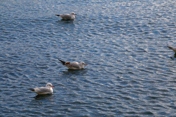 Flock of seagulls on the beach.