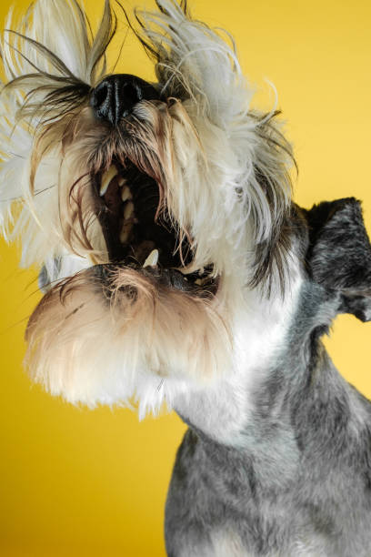 istock Playful Schnauzer captured mid-shake against yellow background 2200196309
