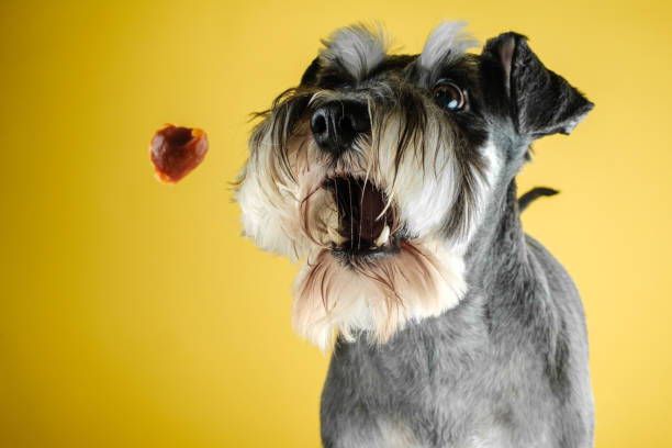 A playful Schnauzer pepper and salt is poised to catch a treat mid-air against a vibrant yellow studio backdrop, showcasing an adorable moment of anticipation