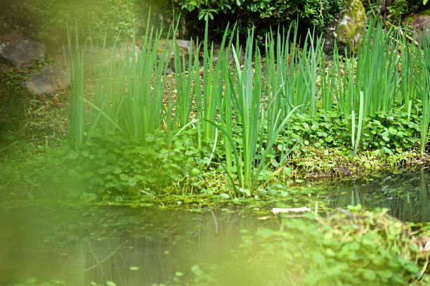 istock Full Pond, Thriving Aquatic Plants 2200196359