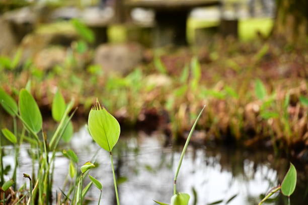 Wild ginger leaves by the park’s ecopond glow yellow-green, their surfaces gently translucent. The still water and park scenery in the background highlight the delicate beauty of nature.
