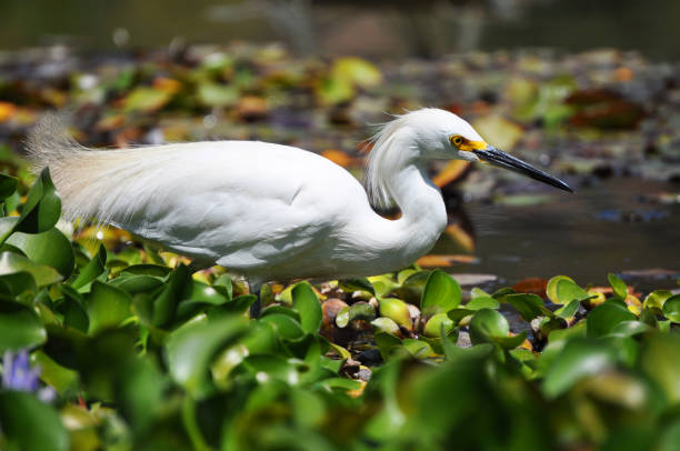 istock Beautiful white heron on the lake shore 2200196554