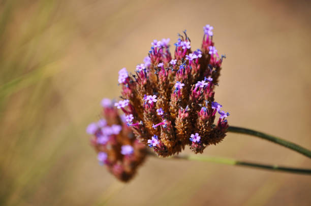 Beautiful purple flowers, Verbena