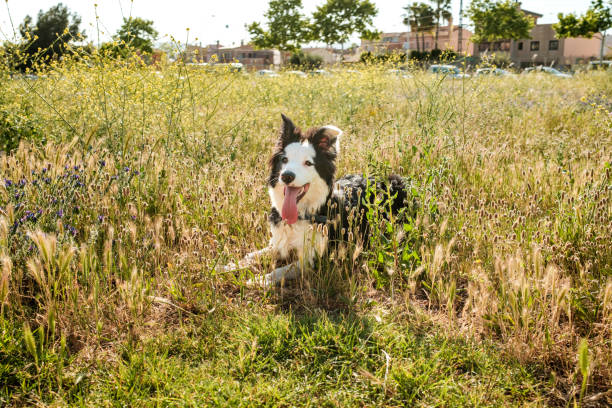 istock Joyful border collie resting in a sunny park meadow 2200199878