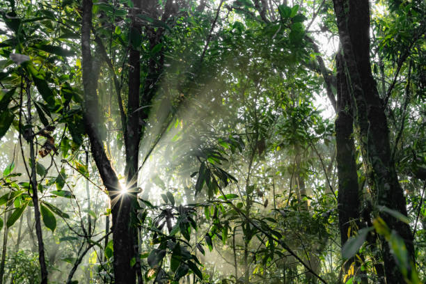 istock New day dawns golden sunrise light idyllic summer forest. Magical forest landscape with sunbeam lighting up the golden foliage 2200201493