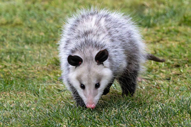 istock Pink Nose Black Ears Opossum 2200202912