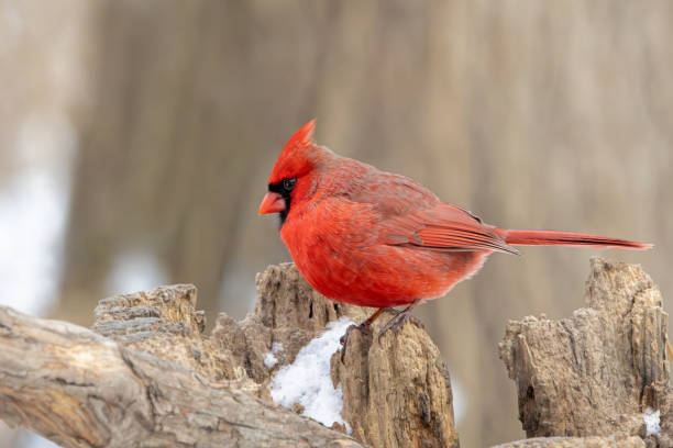 istock Northern Cardinal on a Snowy Stump 2200202968