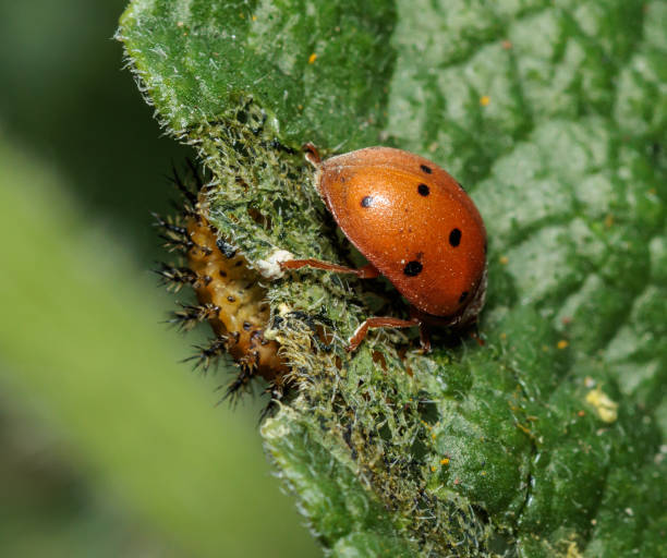 istock Orange ladybug leaving pupa on green leaf: ladybug metamorphosis on a vibrant green leaf in nature 2200203204