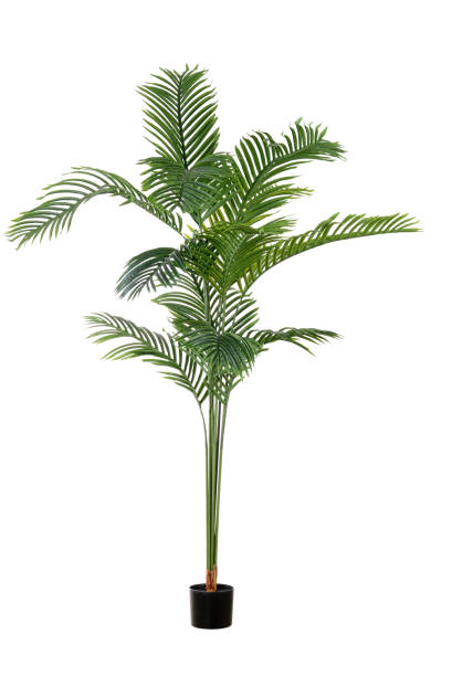 istock isolated tropical Artificial Areca Palm Plant 2200203918