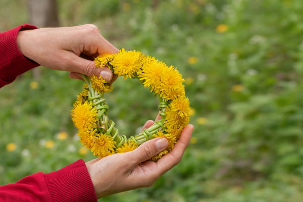 Close up of dandelion flower