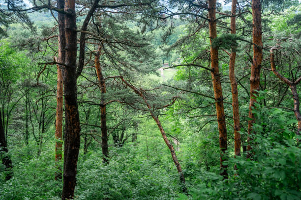 pine forest in the mountains, trunks of tall pines in a mixed forest