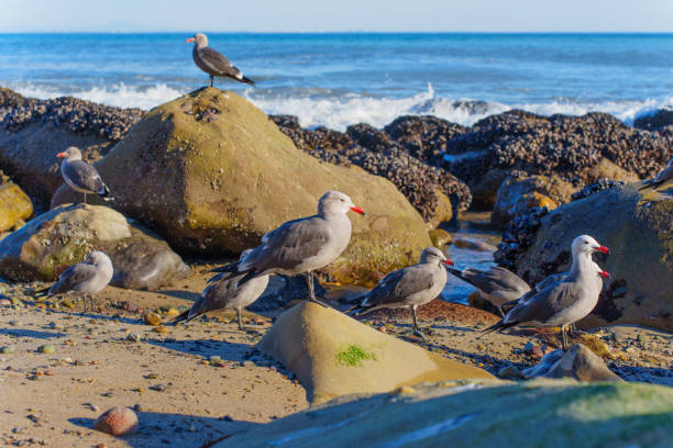 Group of seagulls perched on rocks by the shore, with waves gently crashing in the background at Malibu Beach.