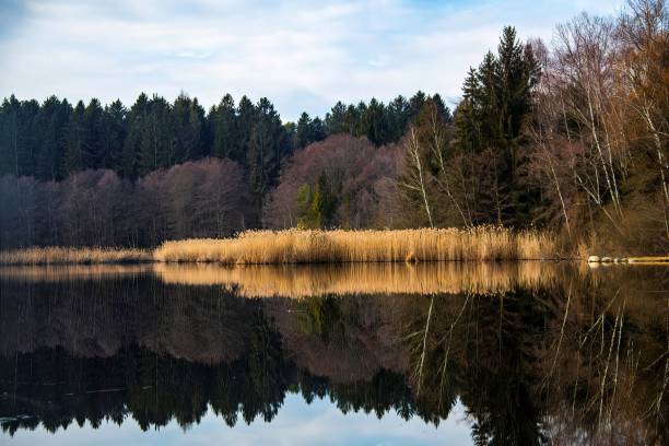 small pond of Dietrichstein in the Southern Austrian province of Carinthia on a cold autumn day with water reflection