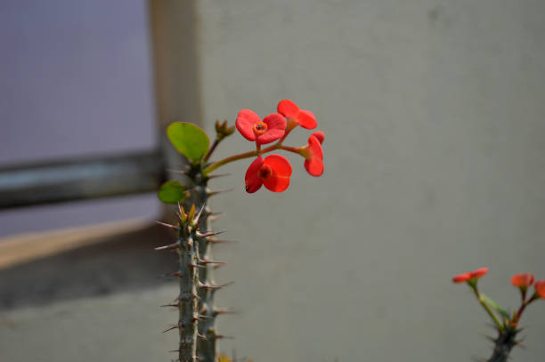 Cactus with red flower and green leaves on the wall background.