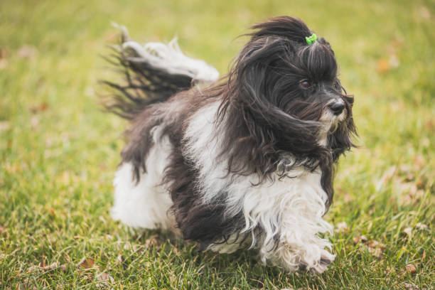 istock little dog playing on the grass 2200210768