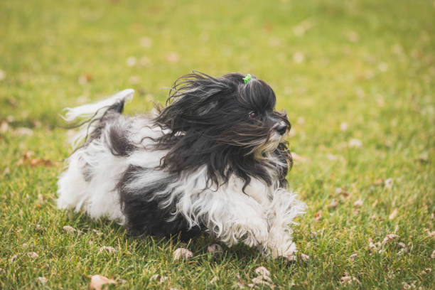 istock little dog playing on the grass 2200210770