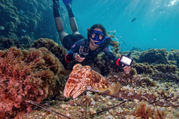 istock Free diver and cuttlefish (Cabo de Gata- Spain) Mediterranean Sea 2200212401