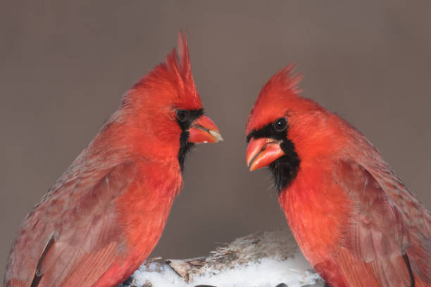 istock Cardinals in winter 2200212481