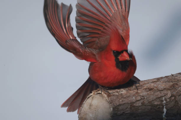 istock Cardinals in winter 2200212498