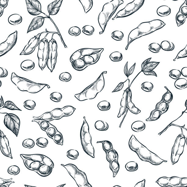 Soybean seamless pattern. Hand drawn sketch vector illustration of soya beens, pod on green plant and seeds . Food vegetarian organic products. Fabric design, wrapping paper, textile print