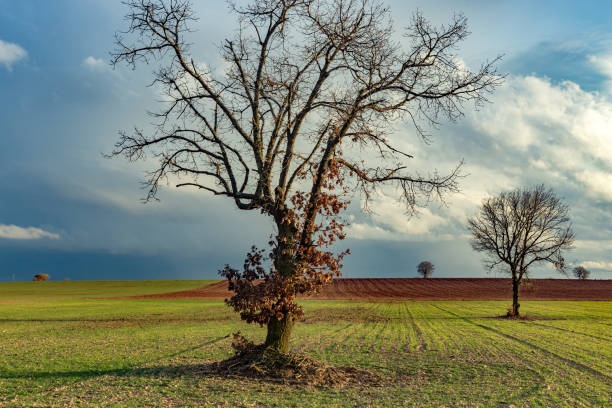 Montuenga, Burgos. Spain. Cultivated fields stretching across the countryside, with bare trees silhouetted against a stunning winter sunset.